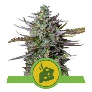 blue-cheese-automatic