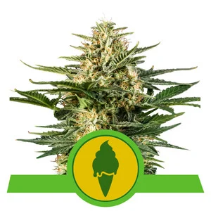 green-gelato-automatic