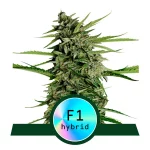 orion-f1